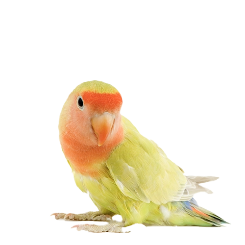 PetPlace