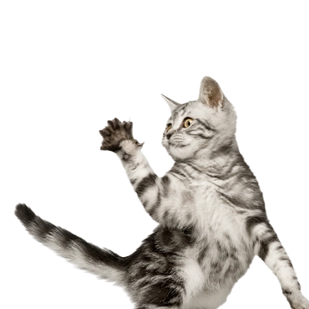 PetPlace