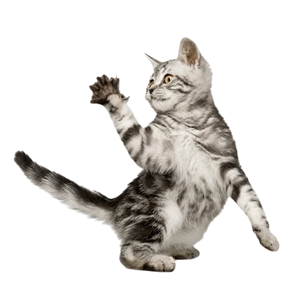 PetPlace